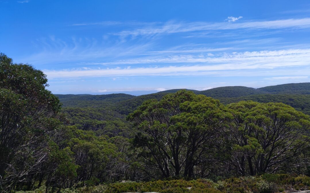 Animals in Australia (Part 2): Baw Baw Mountain