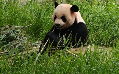 Chengdu Pandas and Dujiangyan