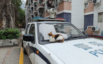 The School of Kitties!