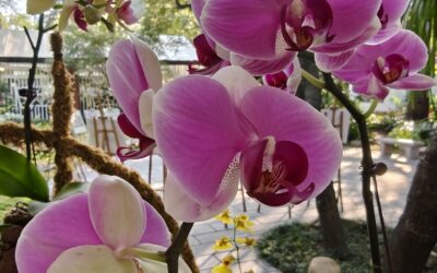 Fun Park in Guangzhou: Guangzhou Orchid Park